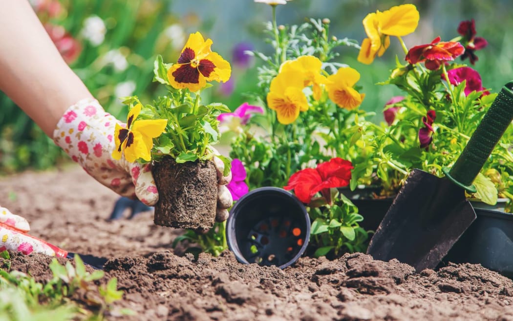 The gardener is planting a flower garden.