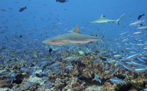 Undersea beauty