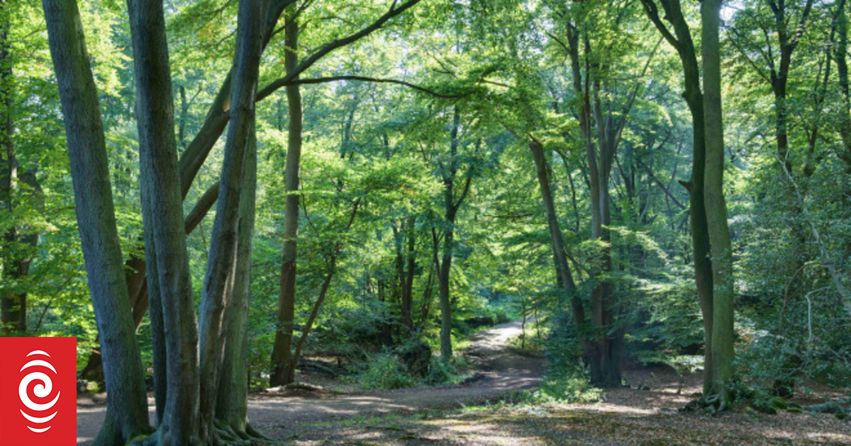 Rider dies at Auckland’s Woodhill Mountain Bike Park