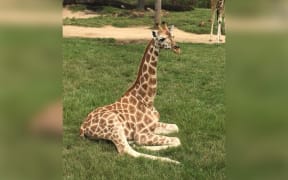 Sunny the giraffe at Wellington Zoo.