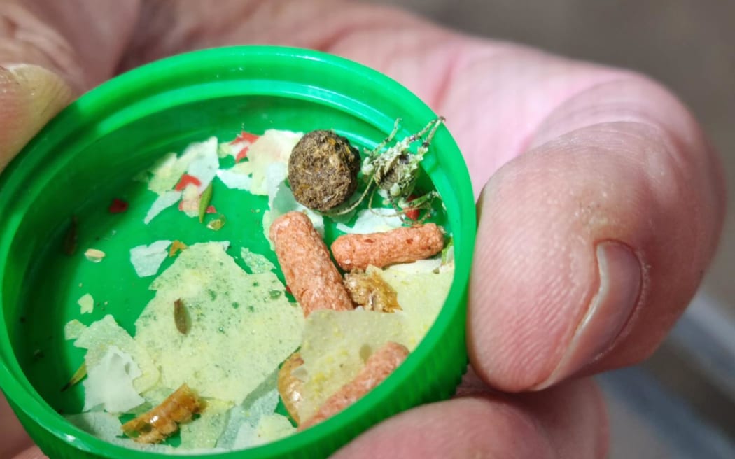 A very young critically-threatened Mahoenui giant wētā, in a milk-bottle cap.