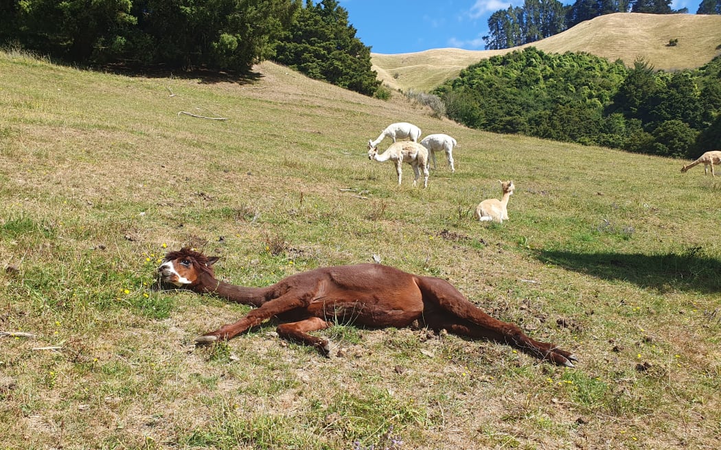 Roo relaxes while others in the alpaca herd stay alert.