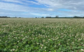 A field of clover that's gone to seed.