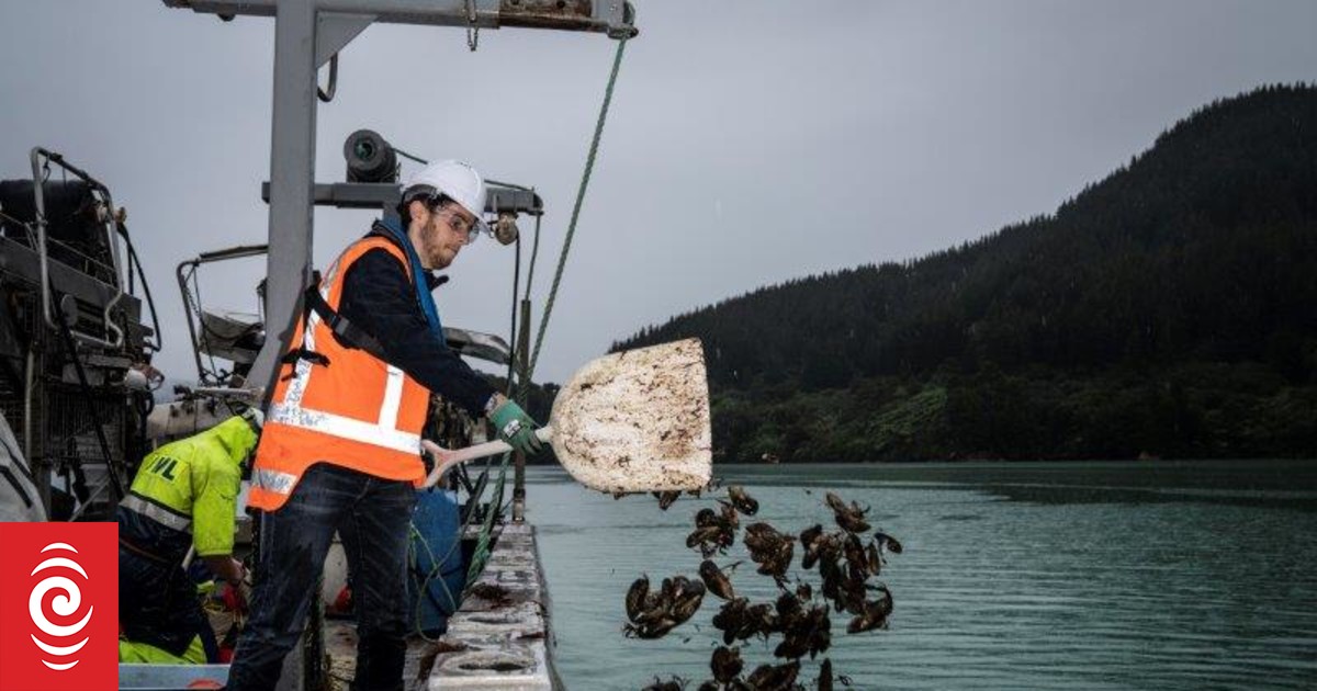 Marlborough Sounds' marine life improving after mussels project