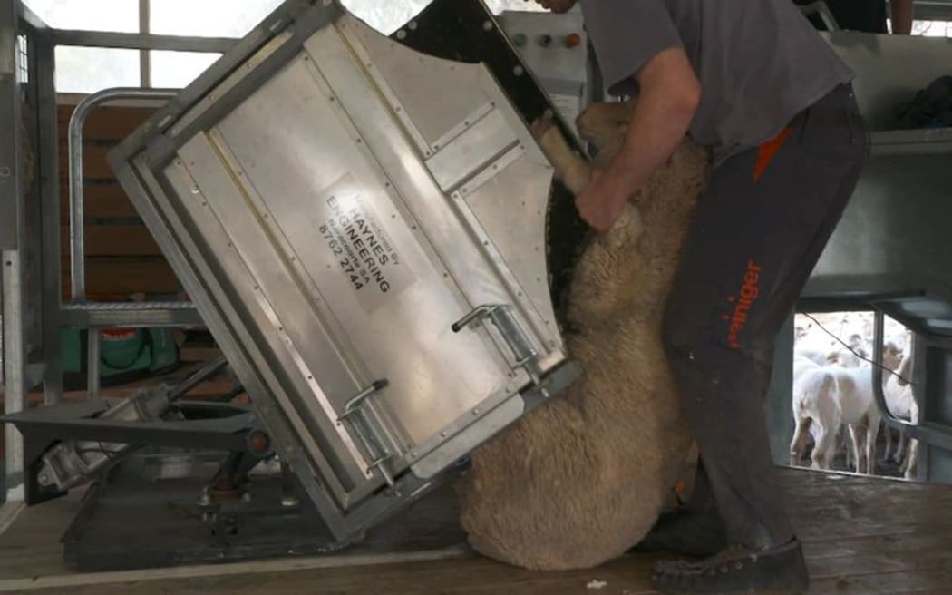 The machine tilts the sheep into an ideal position for the shearer, who only has to catch and drag it about a metre.