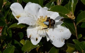 Bumblebee wearing a radio transmitter for tracking