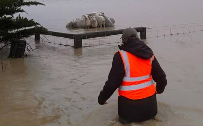 Farmer rescues sheep stranded in Banks Peninsula floodwaters | RNZ