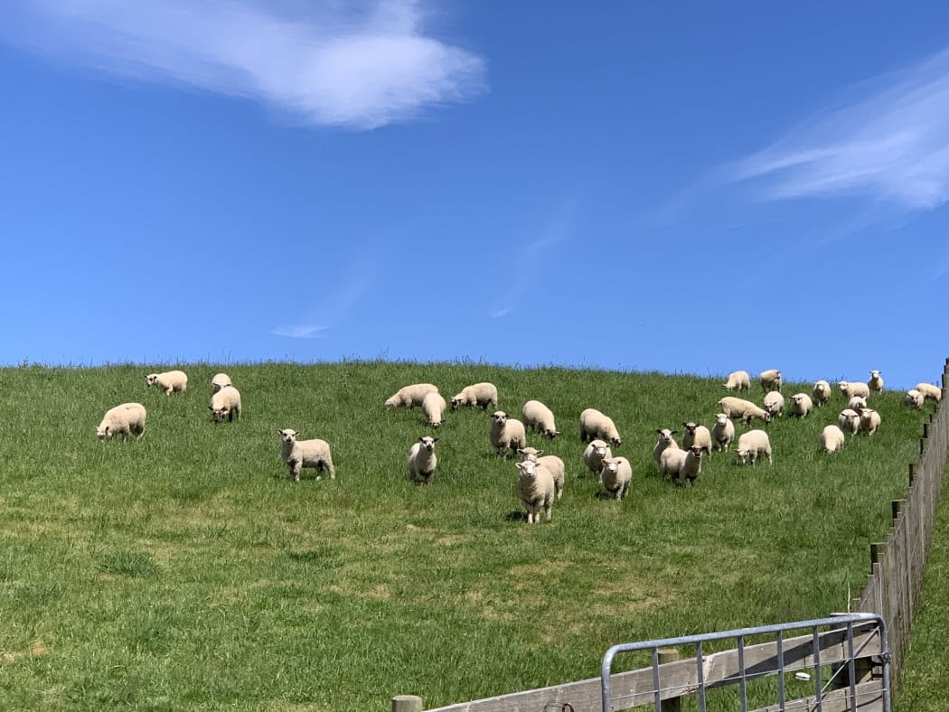 There were 307 lambs stolen from the Ruawai farm valued at $40,000.