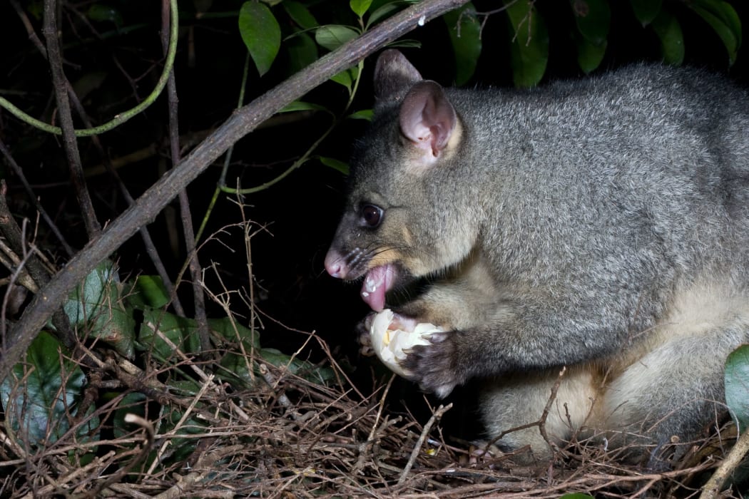 A possum eating a Kereru egg.