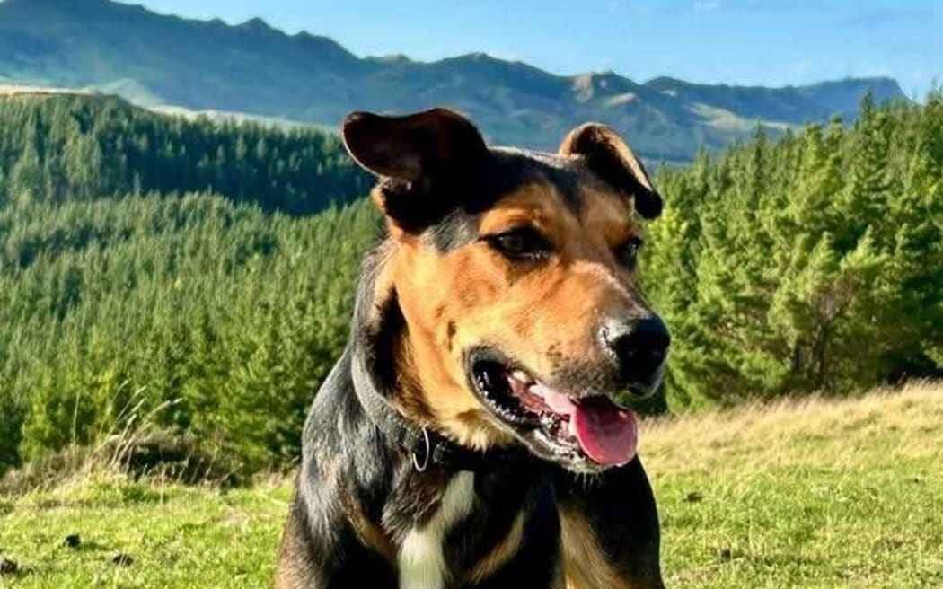 Hogan: Just rehomed.