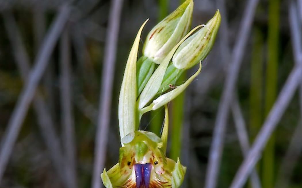 Copper beard orchid
