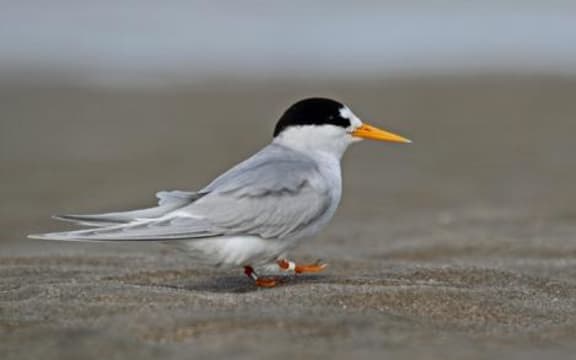 Tara-iti (new Zealand Fairy Tern)