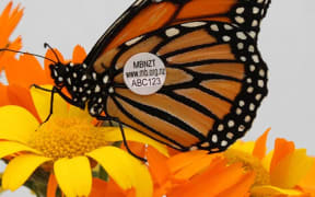 Tagged monarch butterfly