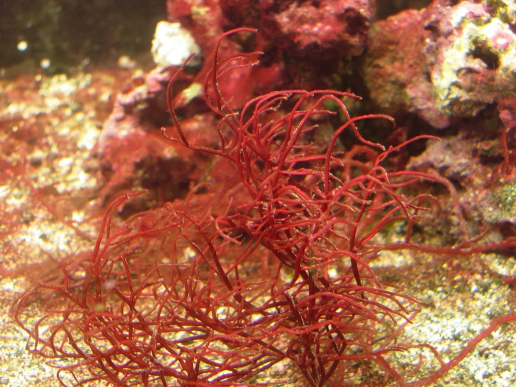 Gracilaria salicornia is a red algae which is very invasive on coral reefs.