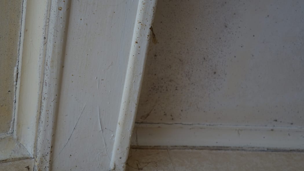 Mould in Diane Taqvi's house.