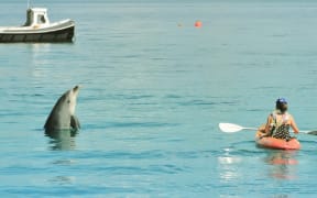 Elisabeth Easther and a dophin at Kawau Island