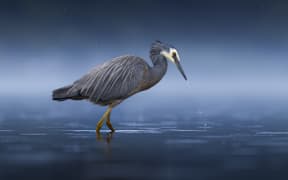 Sam McGee's photograph Water Wings, of a white-faced heron.