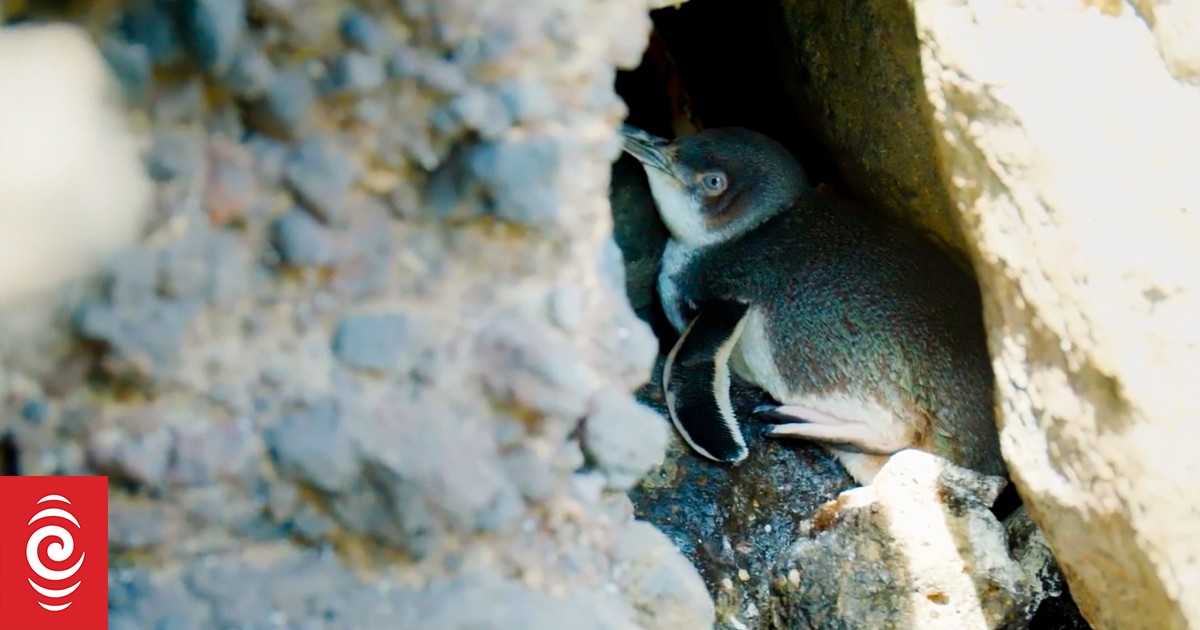 Wandering penguins found all over the place - Vimarsana News