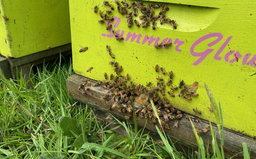 Bees humming around the entrance of their citrus-coloured hive