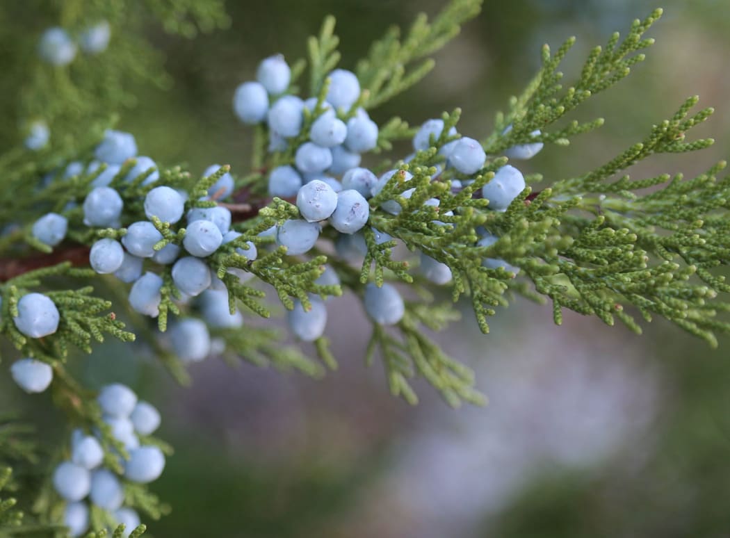 Juniper berries