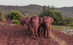 Aerial photo taken on June 6, 2021 shows wild Asian elephants in Jinning District of Kunming, southwest China's Yunnan Province.