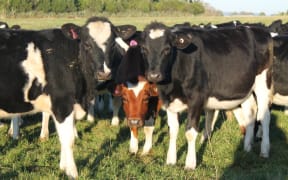 dairy