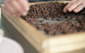Foundry Chocolate sorting cacao beans by hand
