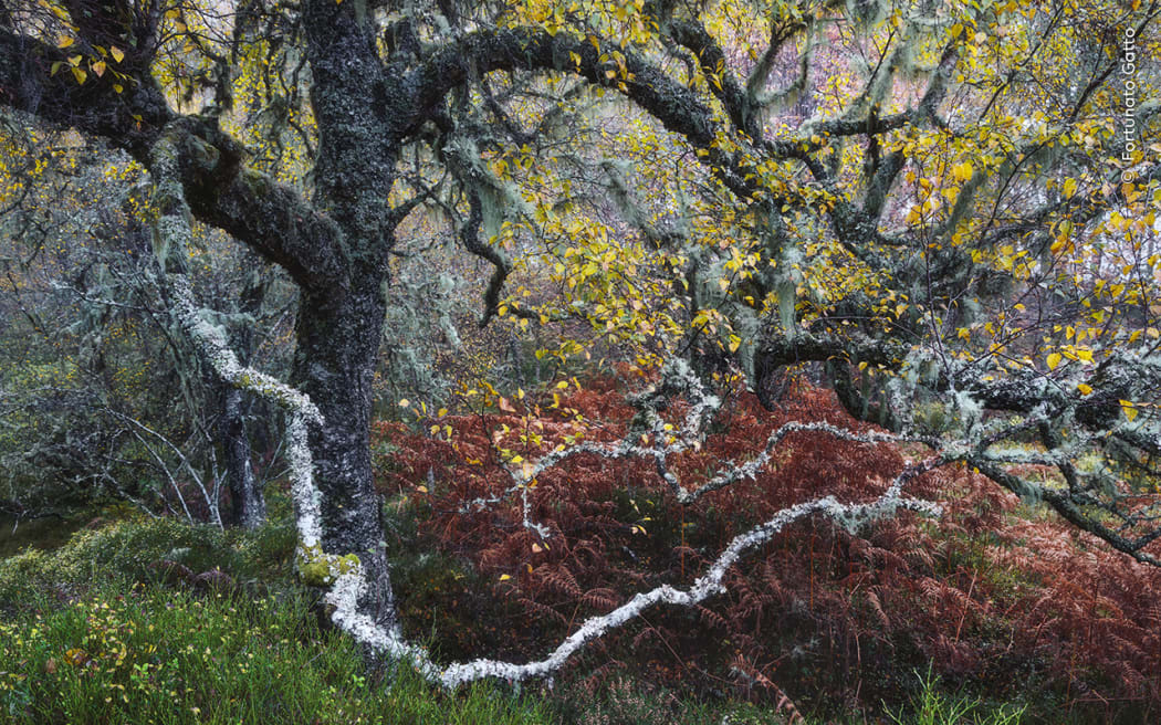 A gnarled old birch tree, adorned with pale "old man's beard" lichens.
