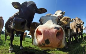 Dairy industry
