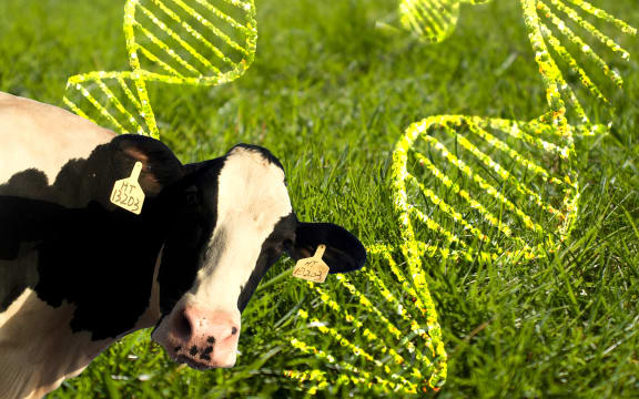 Composite of dairy cow, grass and DNA double helix.