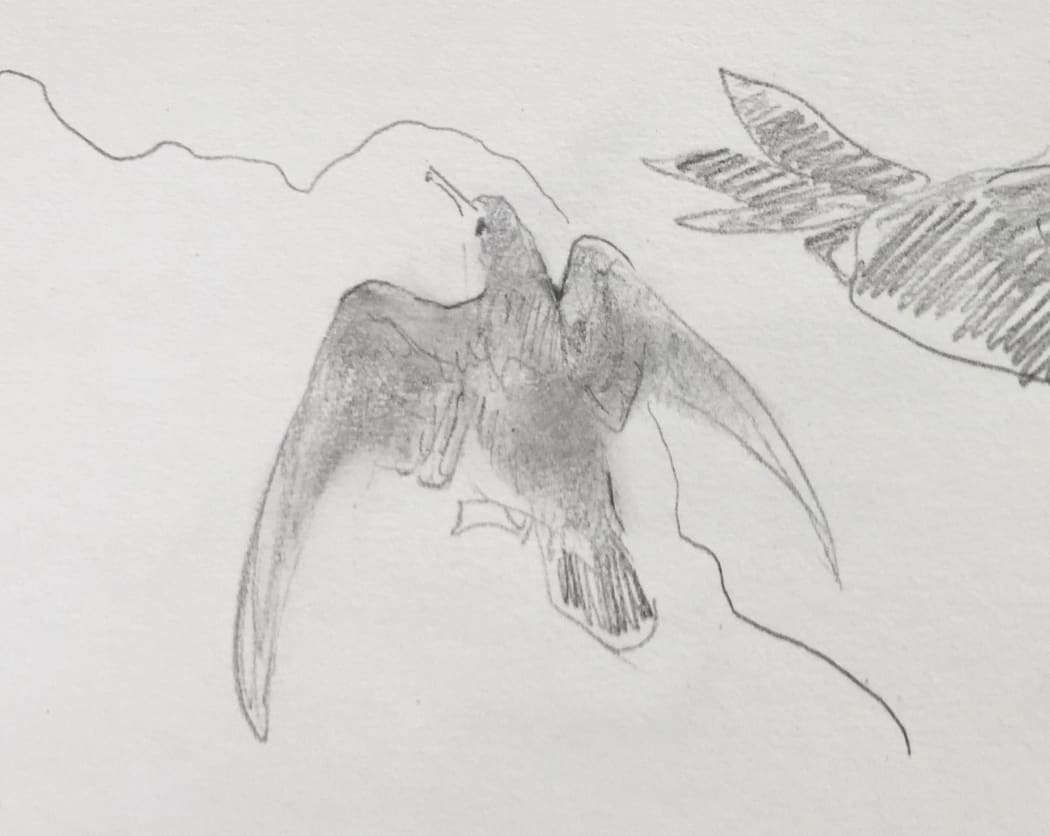 A Buller's shearwater uses its tail and wings as it climbs a vertical rock to reach a take-off point in the forest on Aorangi Island.