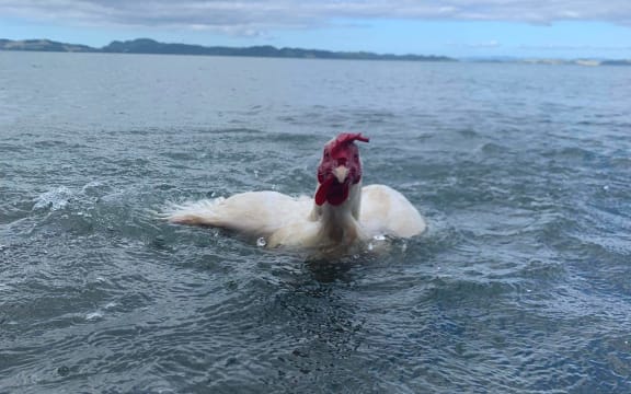 Gall the swimming chicken