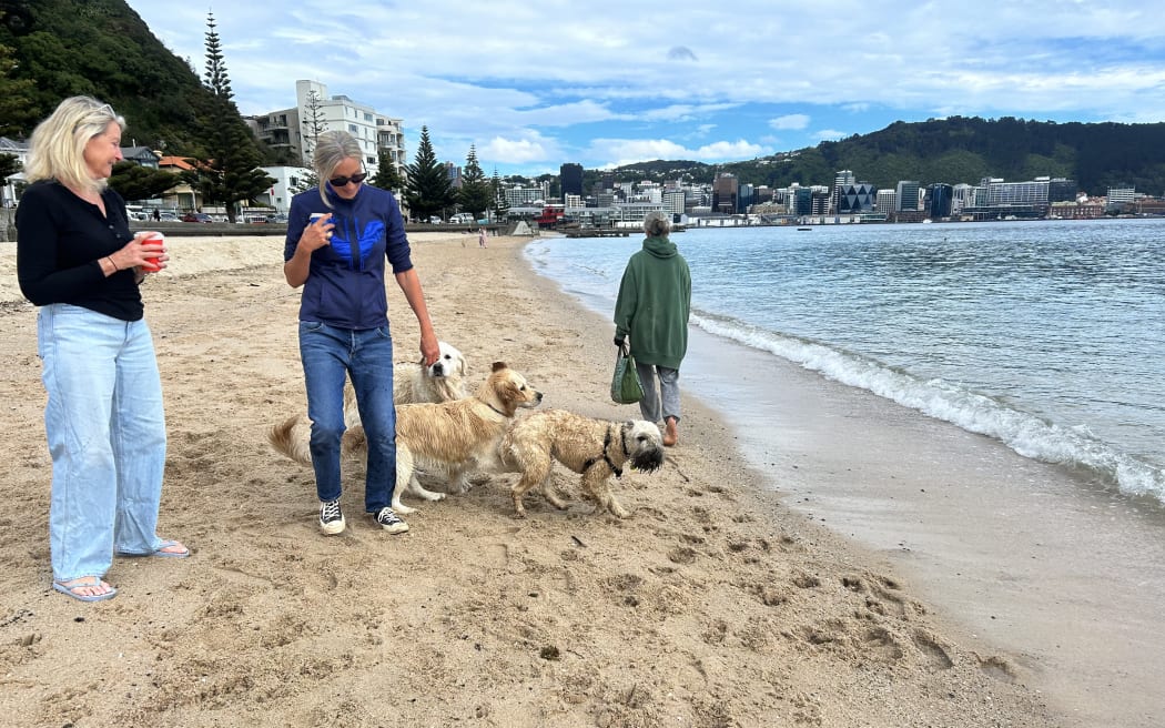 Dogs at Oriental Bay Beach in Wellington on 31 October 2023.