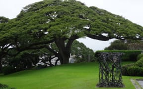 Rain Tree