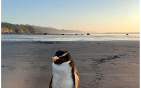 Juvenile Fiordland crested penguin taking rest at Back Beach.