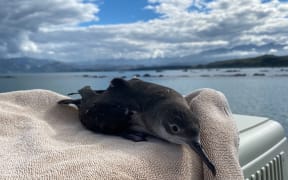 A rescued Hutton’s shearwater is released back into the wild. Photo: Kaikōura Wildlife Centre Trust