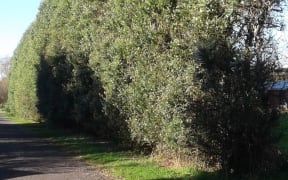 The infected pohutukawa hedge belt in Taranaki.