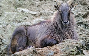 Himalayan tahr.