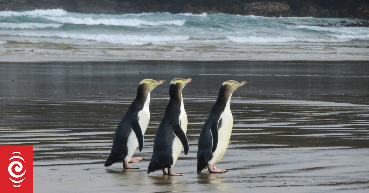 Conservation groups want emergency fishing ban to save hoiho