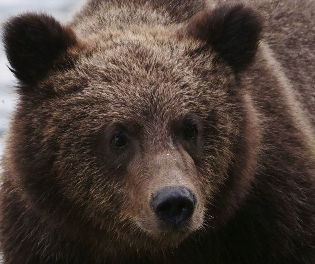 United States, Alaska, brown bear grizzly cub (Photo by GROS Caroline / Hemis.fr / hemis.fr / Hemis via AFP)