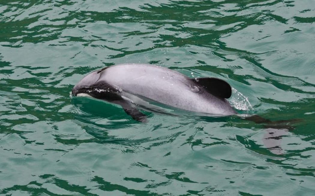 Hector's dolphin.