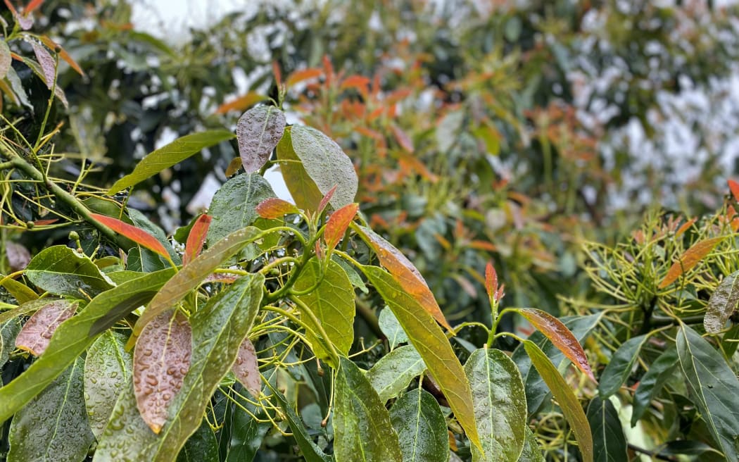 Red leaves on the avocado tree are flush to protect the fruit beneath from the sun.