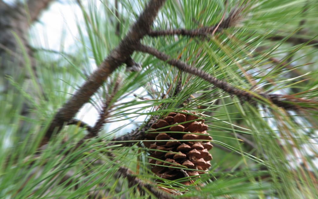 pinus radiata