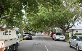 A photo taken from the middle of a suburban street looking down the road. Cars are parked on either side. There are large trees with big canopies and thick trunks lining the berms outside houses stretching down as far as visible.
