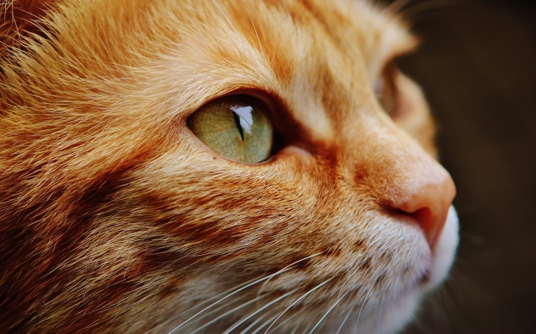 ginger cat