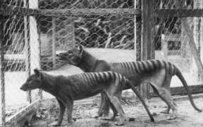 Tasmanian tigers in Hobart Zoo, before 1921.