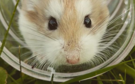 Young mouse