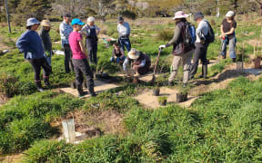 Jill Visser manages a team of volunteers restoring an area of historic wetland in Queen Elizabeth Park on the Kāpiti Coast to its former glory.