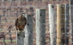 A New Zealand native falcon (karearea)