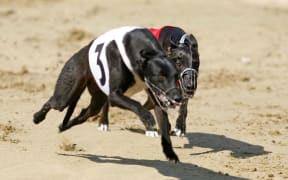 Greyhound racing